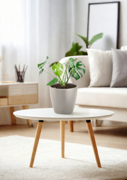 Монстера Делициоза 14/50 см в CLASSICO COLOR 18