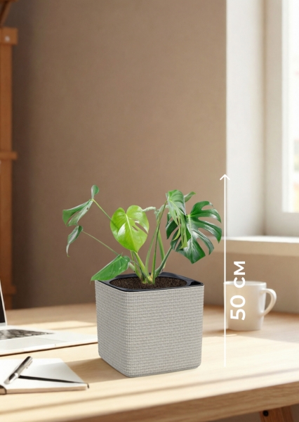 Монстера Делициоза 14/50 см в CUBE Color 16