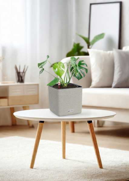 Монстера Делициоза 14/50 см в CUBE Color 16