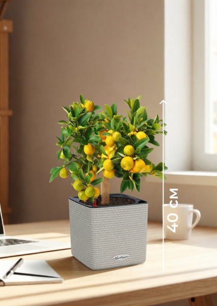 Цитрус Каламондин 15/40 см в CUBE Color 16
