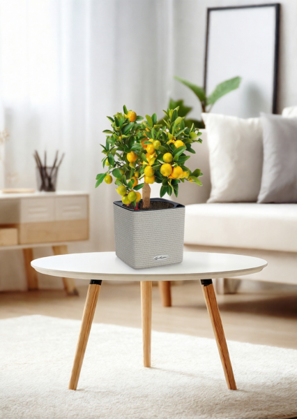 Цитрус Каламондин 15/40 см в CUBE Color 16