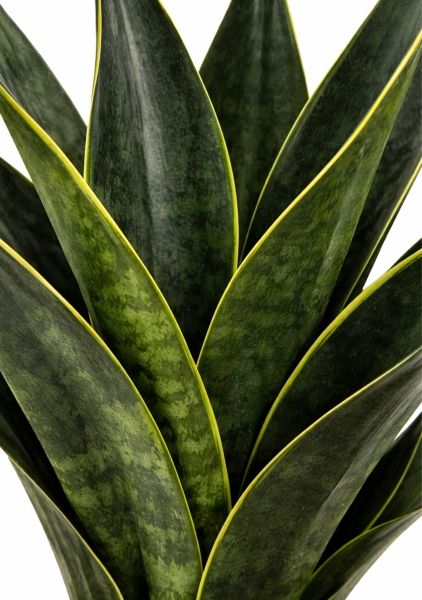 Сансевиерия Блек Даймонд d14 см h40 см