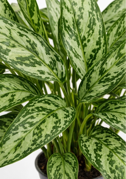 Аглаонема Микс 14/30 см