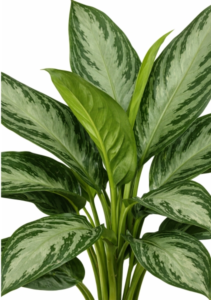 Аглаонема Сильвер Бей (2 ветки) 17/65 см