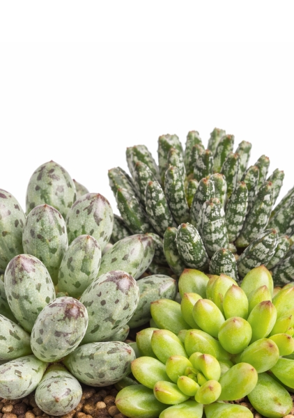 Адромискус Микс d8.5 см h10 см тип 1