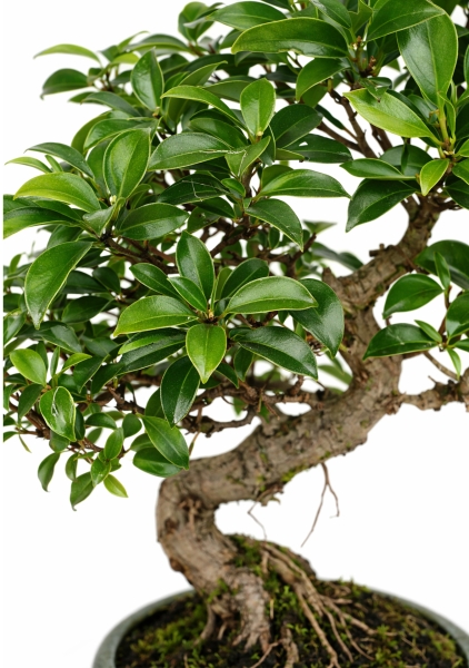 Бонсай микс d24 см h40 см тип 1