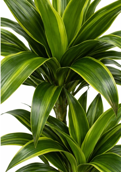 Драцена Артуро 3 ствола d21 см h110 см