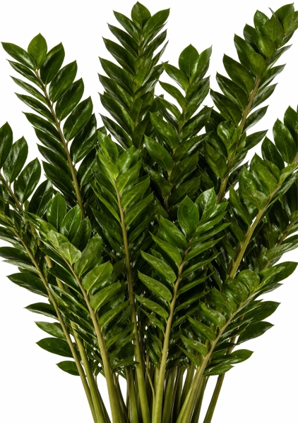 Замиокулькас 10+ веток d21 см h105 см