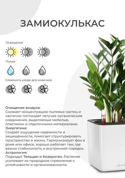 Замиокулькас 10+ веток d21 см h105 см