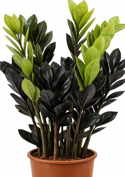 Замиокулькас 8+ веток d14 см h45 см