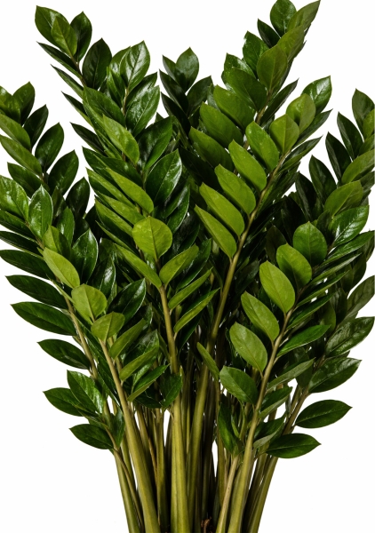 Замиокулькас 8+ веток d21 см h95 см