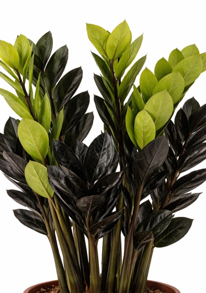 Замиокулькас Равен 3+ ветки d17 см h60 см