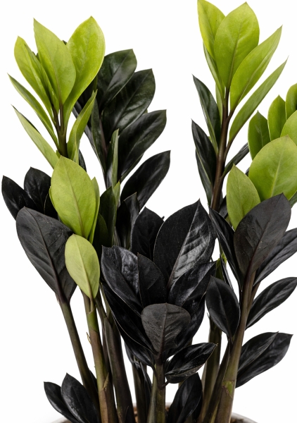 Замиокулькас Равен 4+ ветки d14 см h40 см