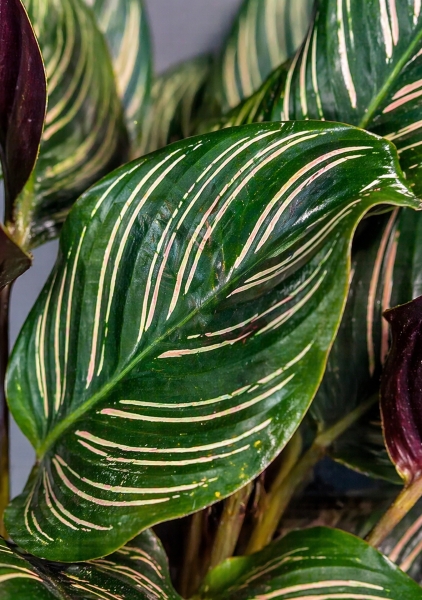 Калатея микс d14 см h45 см