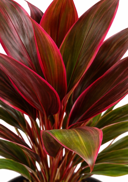 Кордилина микс d12 см h40 см