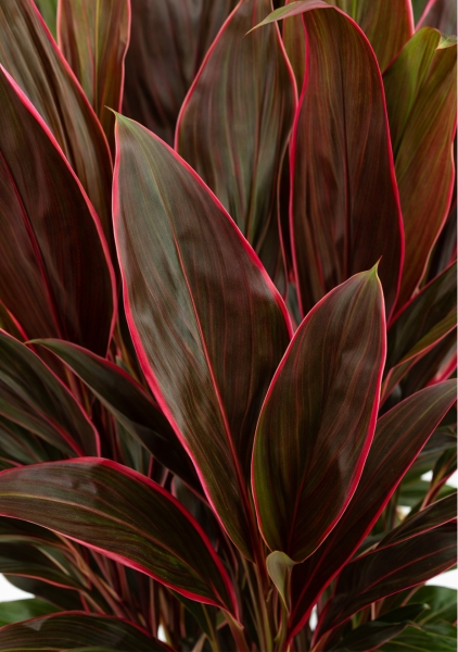 Кордилина микс d19 см h55 см