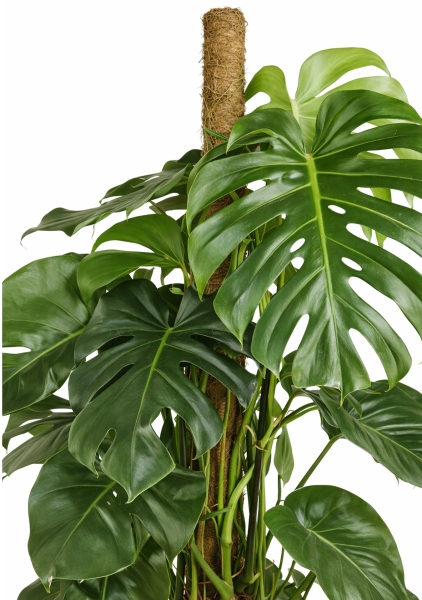 Монстера Делициоза на опоре d24 см h120 см тип 1