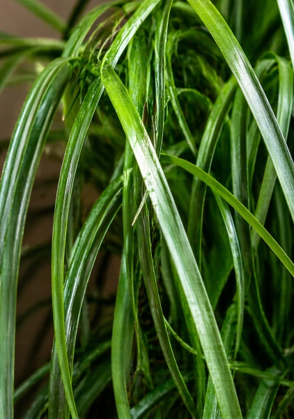 Нолина 1 ствол d30 см h135 см