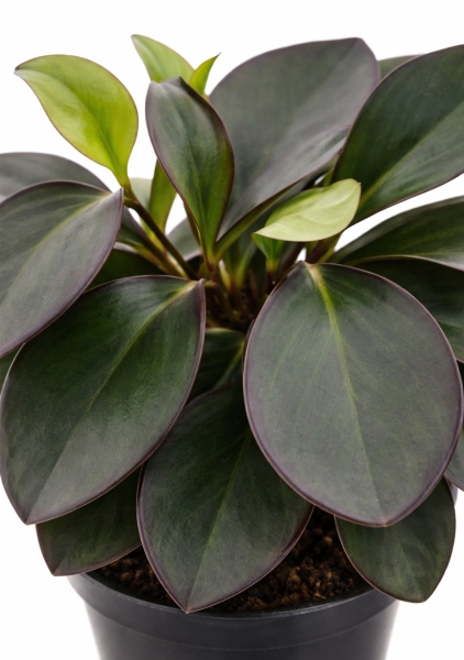 Пеперомия d14 см h25 см