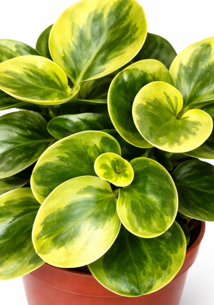 Пеперомия микс d12 см h20 см