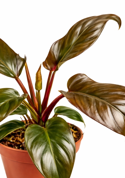 Филодендрон Florida Bronze d12 см h25 см