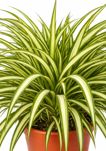 Хлорофитум Витатум d21 см h65 см