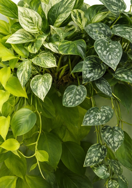 Эпипремнум Пиннатум микс d15 см