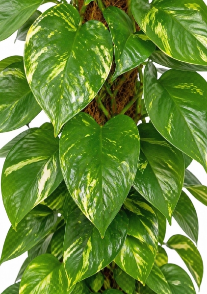 Эпипремнум Сциндарсус Ауреум на опоре d24 см h110 см тип 1