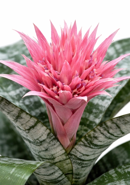 Эхмея Примера d15 см h60 см