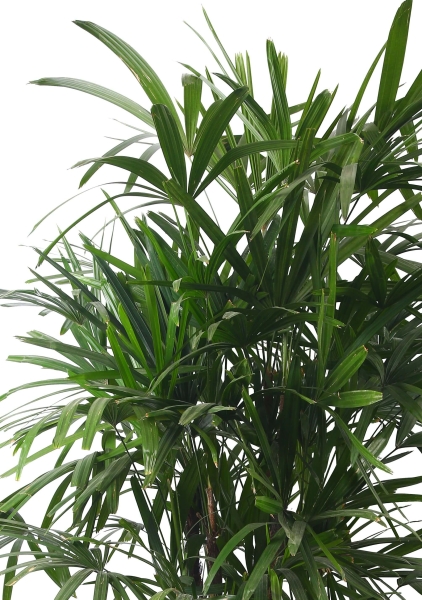 Рапис 27/120 см