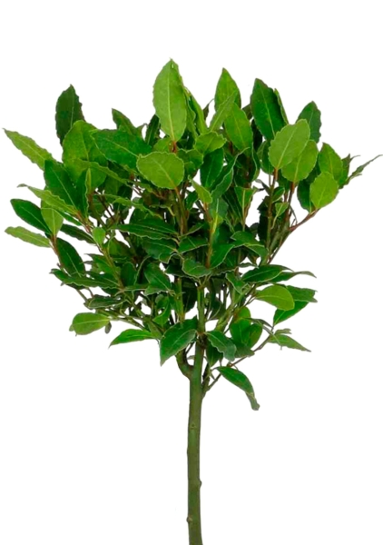 Лавр Нобилис на штамбе 21/100 см