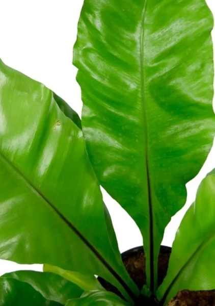 Асплениум Нидус 17/40 см