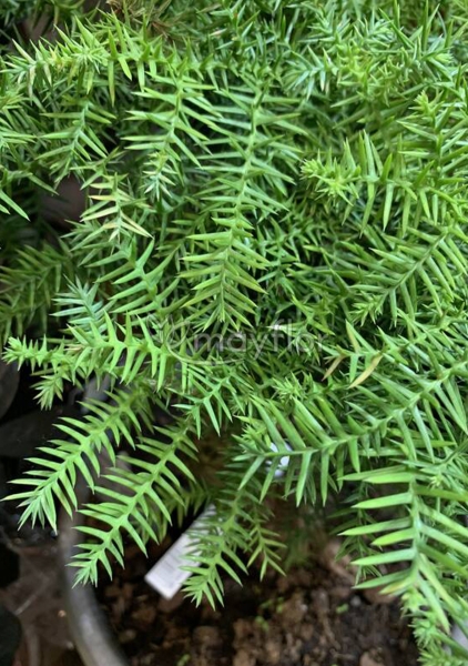 Бонсай Араукария Каннингема 21/75 см