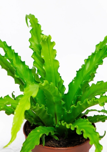 Асплениум Антикум Осака 17/40 см