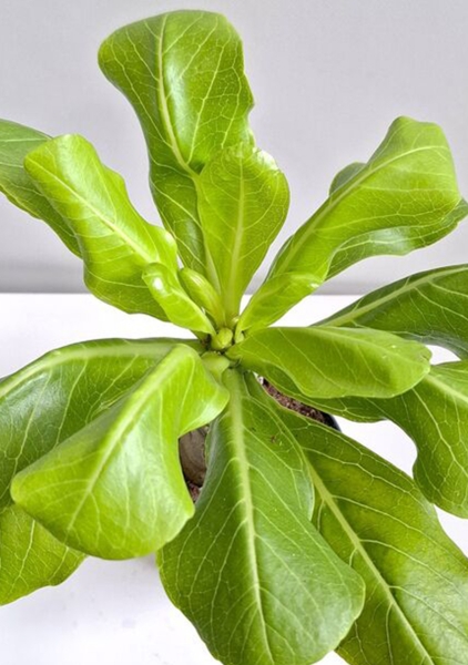 Бригамия 12/30 см