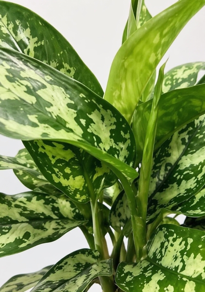 Аглаонема Ромео 14/45 см