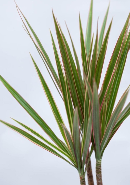 Драцена Маргината Биколор 3 ствола 24/140 см