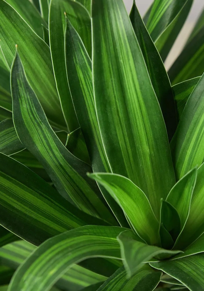 Драцена Песнь Ямайке 24/90 см