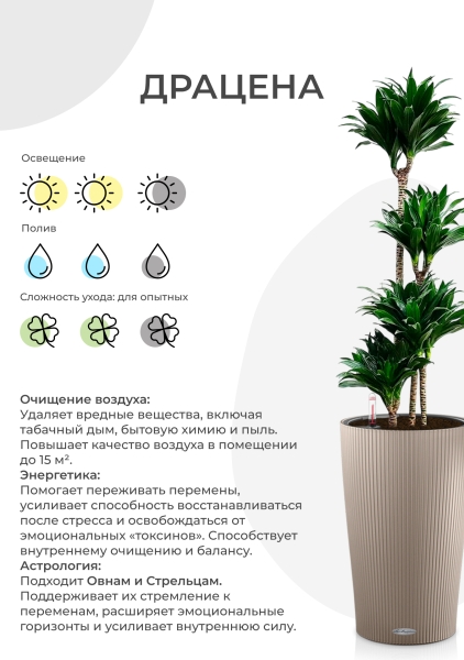 Драцена Песнь Ямайке 31/150 см