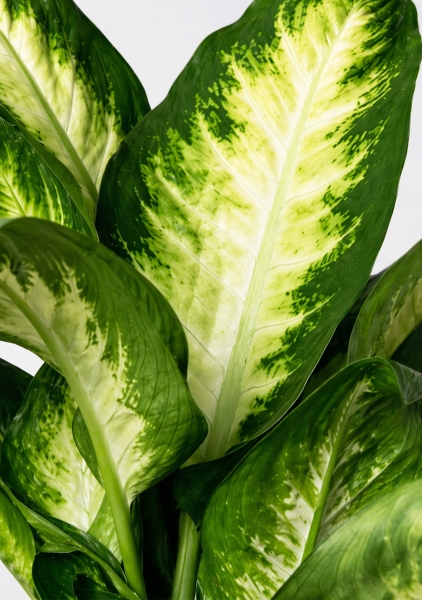 Диффенбахия микс d12 см h30 см