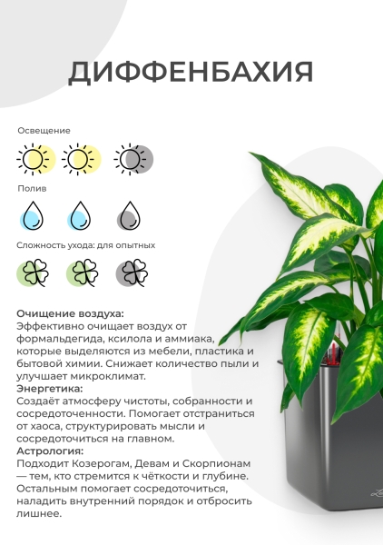 Диффенбахия микс d12 см h30 см