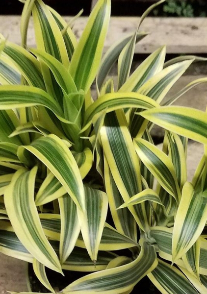 Драцена Сюрприз розетка 12/20 см