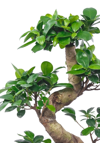 Фикус Микрокарпа Гинсенг 48/150 см