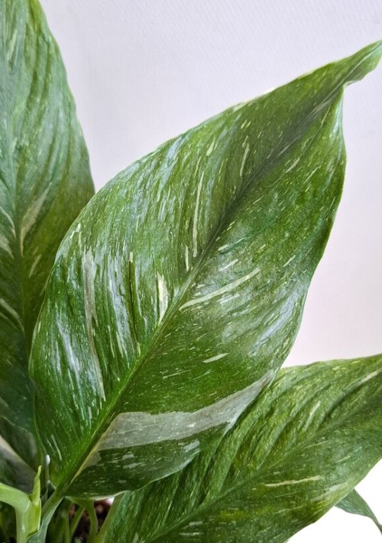 Спатифиллум Даймонд вариегатный 14/50 см