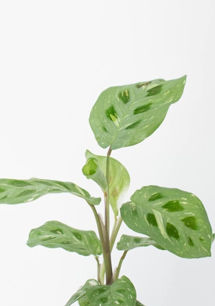 Маранта Кершовеана 12/35 см