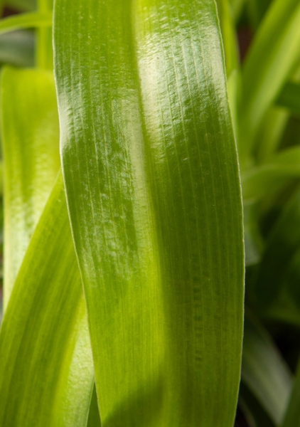 Хлорофитум Грин 12/30 см