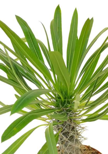 Пахиподиум Ламера 12/35 см