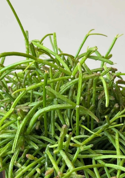 Рипсалис микс 5 см