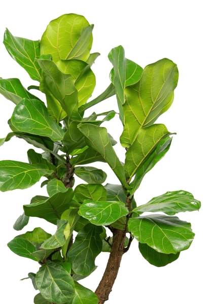 Фикус Лирата переплетенный 27/150 см