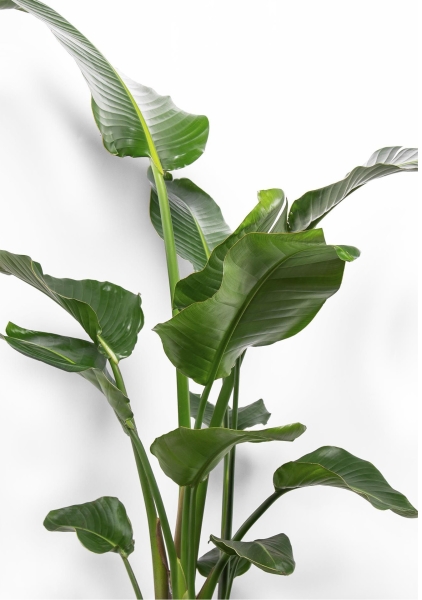 Стрелиция Николай 60/350 см